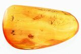 Detailed Fossil True Midge Swarm and Mite In Baltic Amber #367519-1